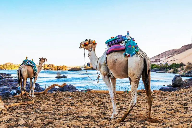 Aswans West Bank Camel Track