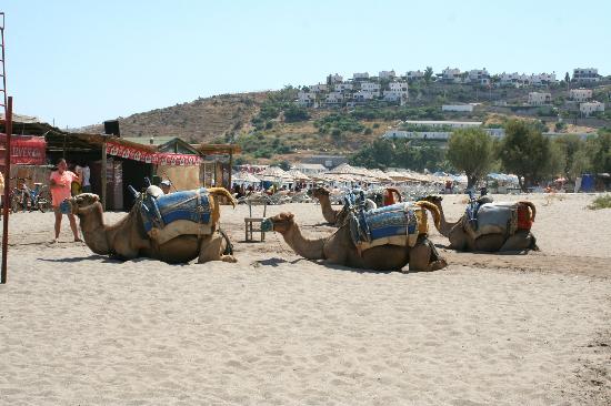 Camel Bodrum Beach