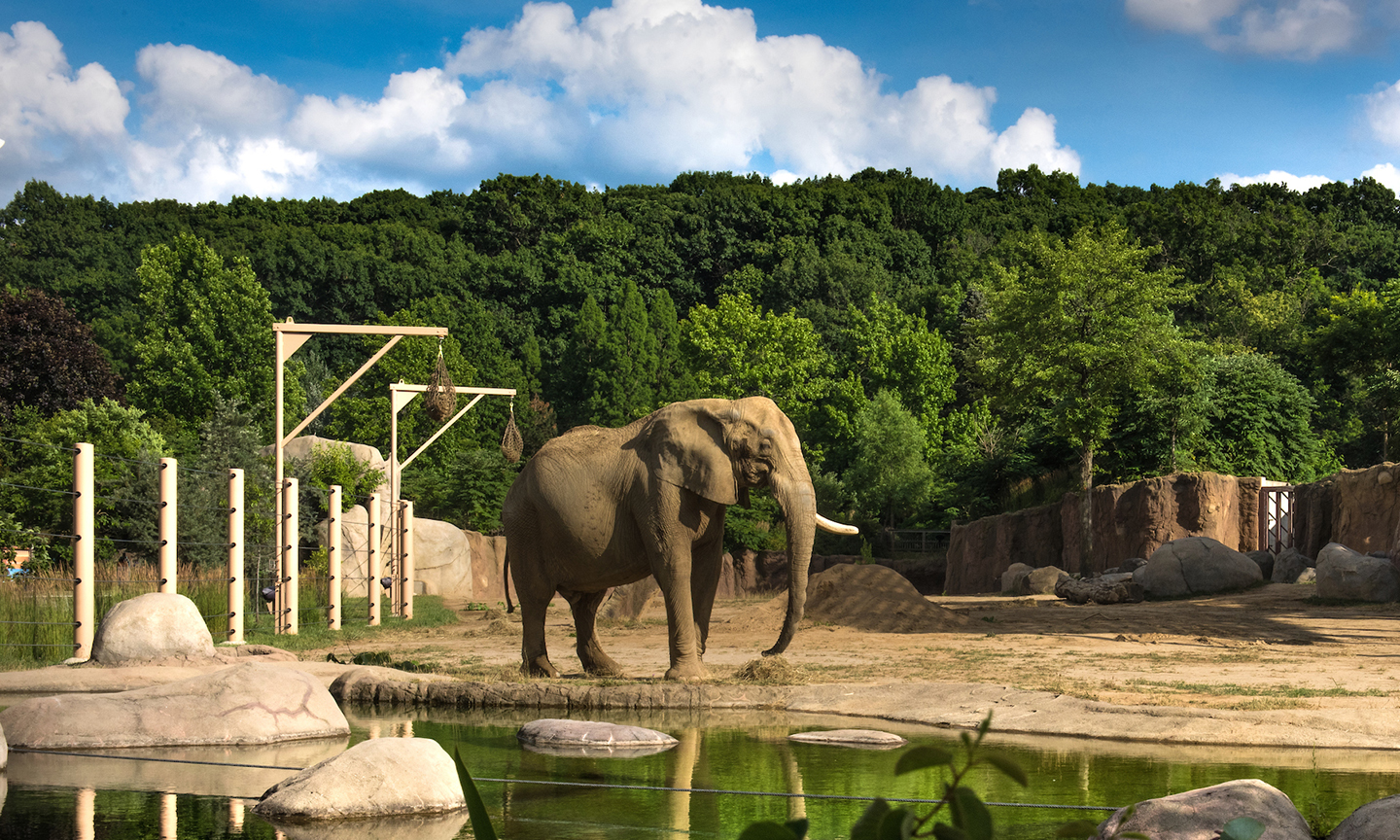 Dream Night at the Cleveland Metroparks Zoo