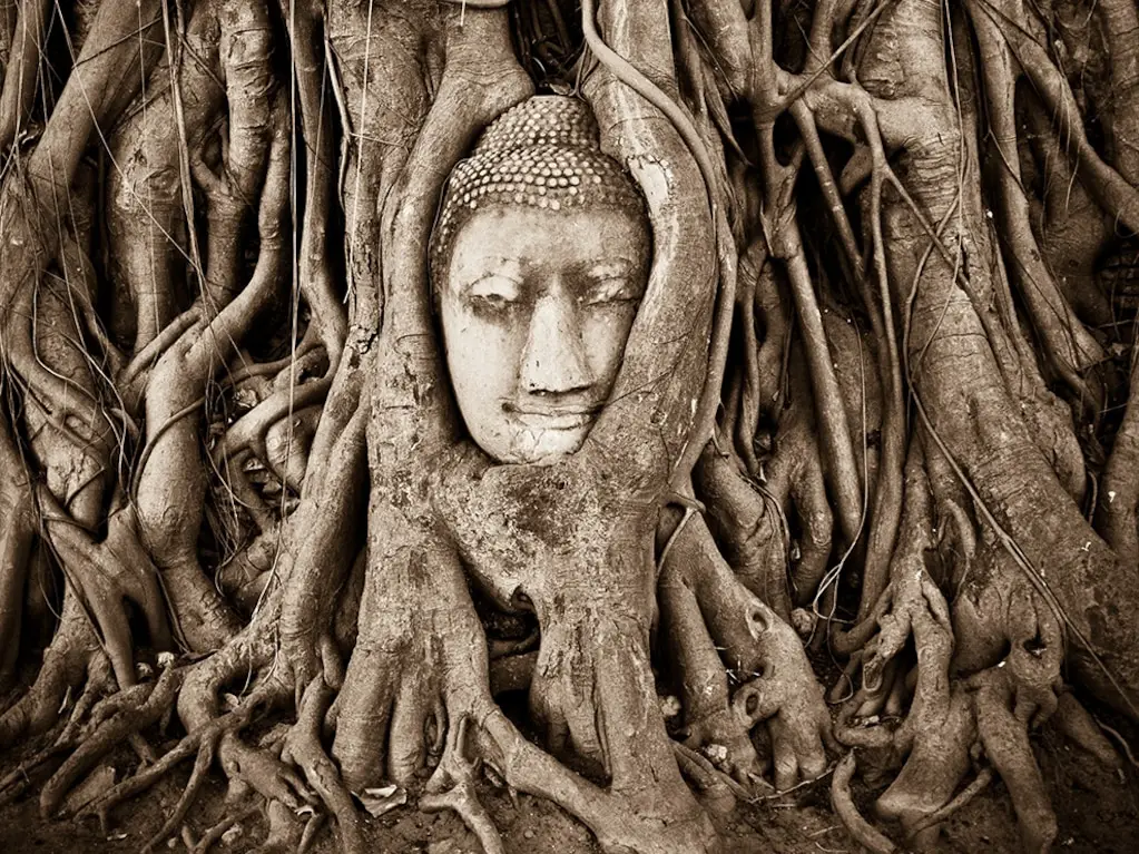 Ayutthaya Buddha Head Statue In Thailand