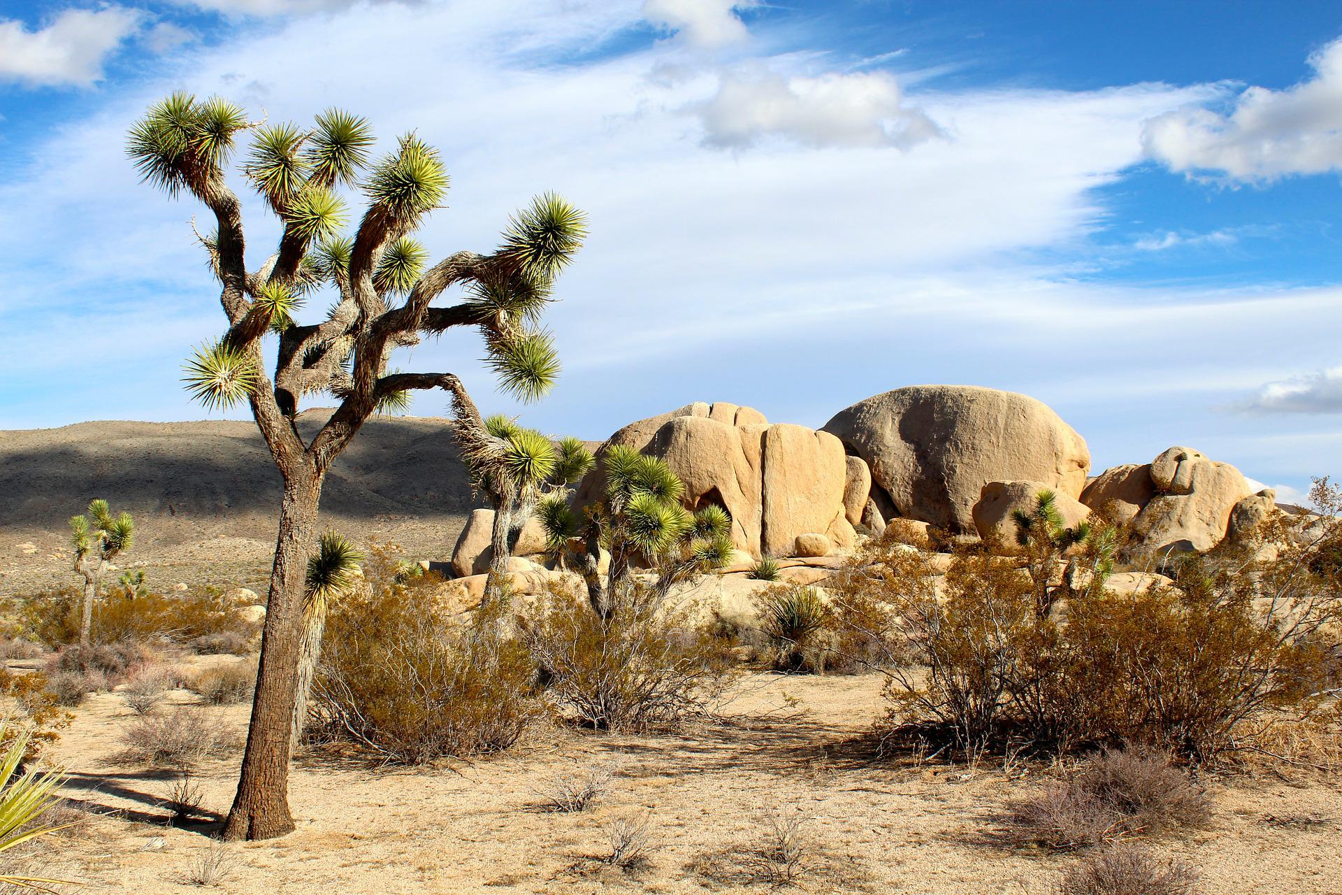 Things to do in Joshua Tree