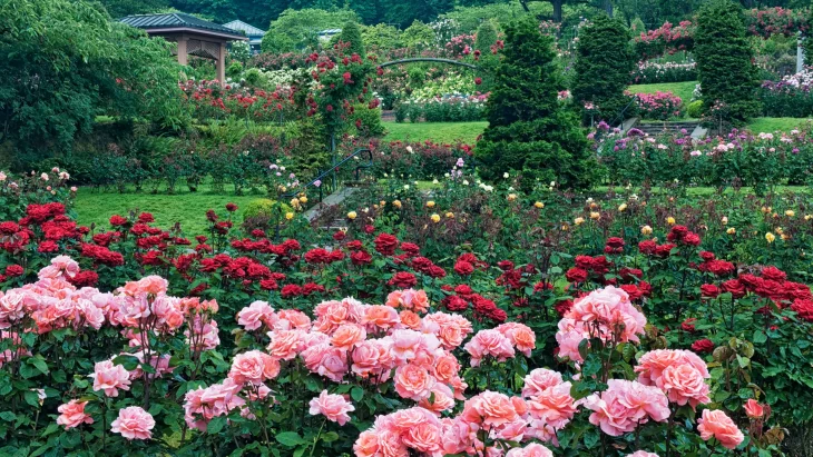 Garden In Portland, Oregon