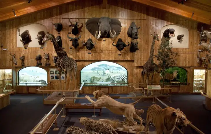 Natural History Museum In Arizona
