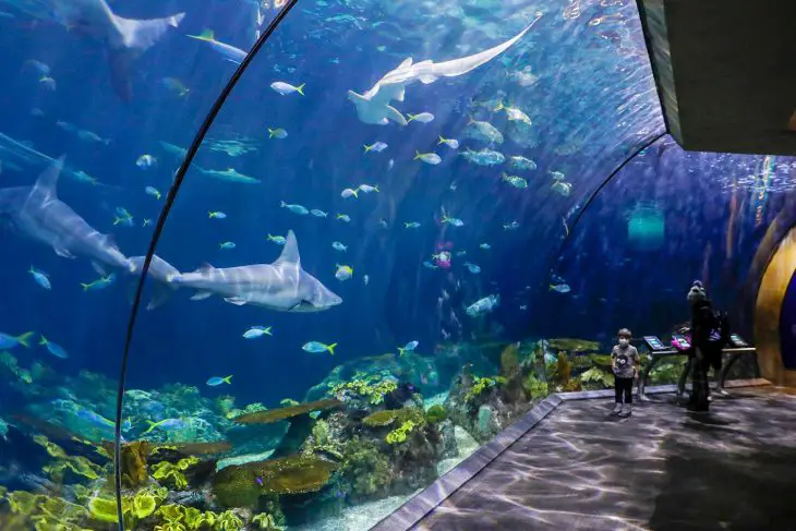 Aquarium In Chicago, Illinois