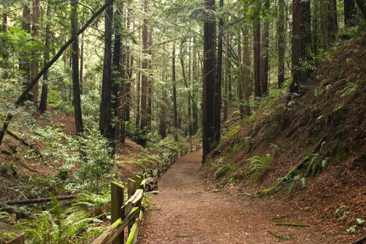 Forest Park In Oakland, California
