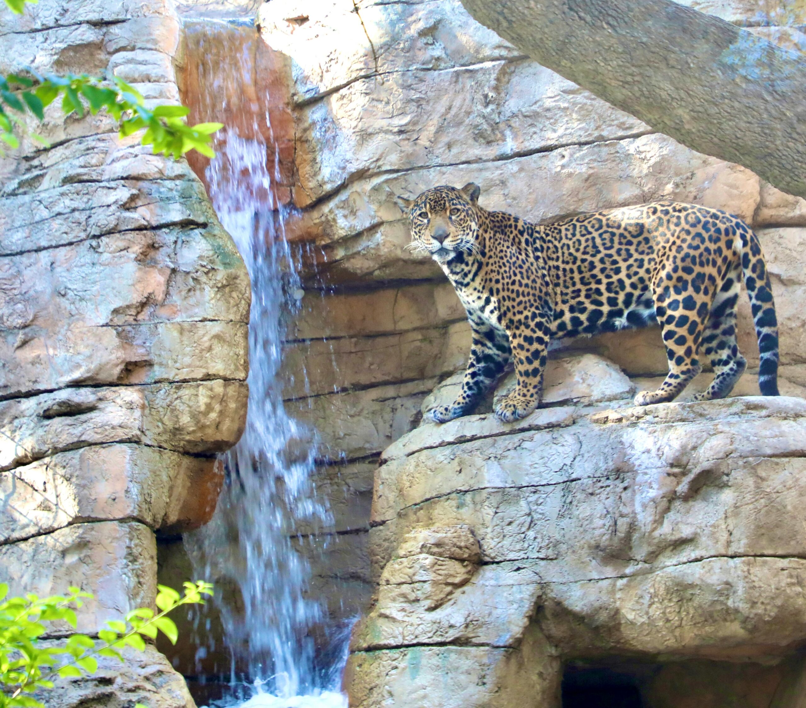 A jaguar in the San Antonio Zoo's Neotropica area, an immersive realm, recreates the feel of a remote South American fishing village.