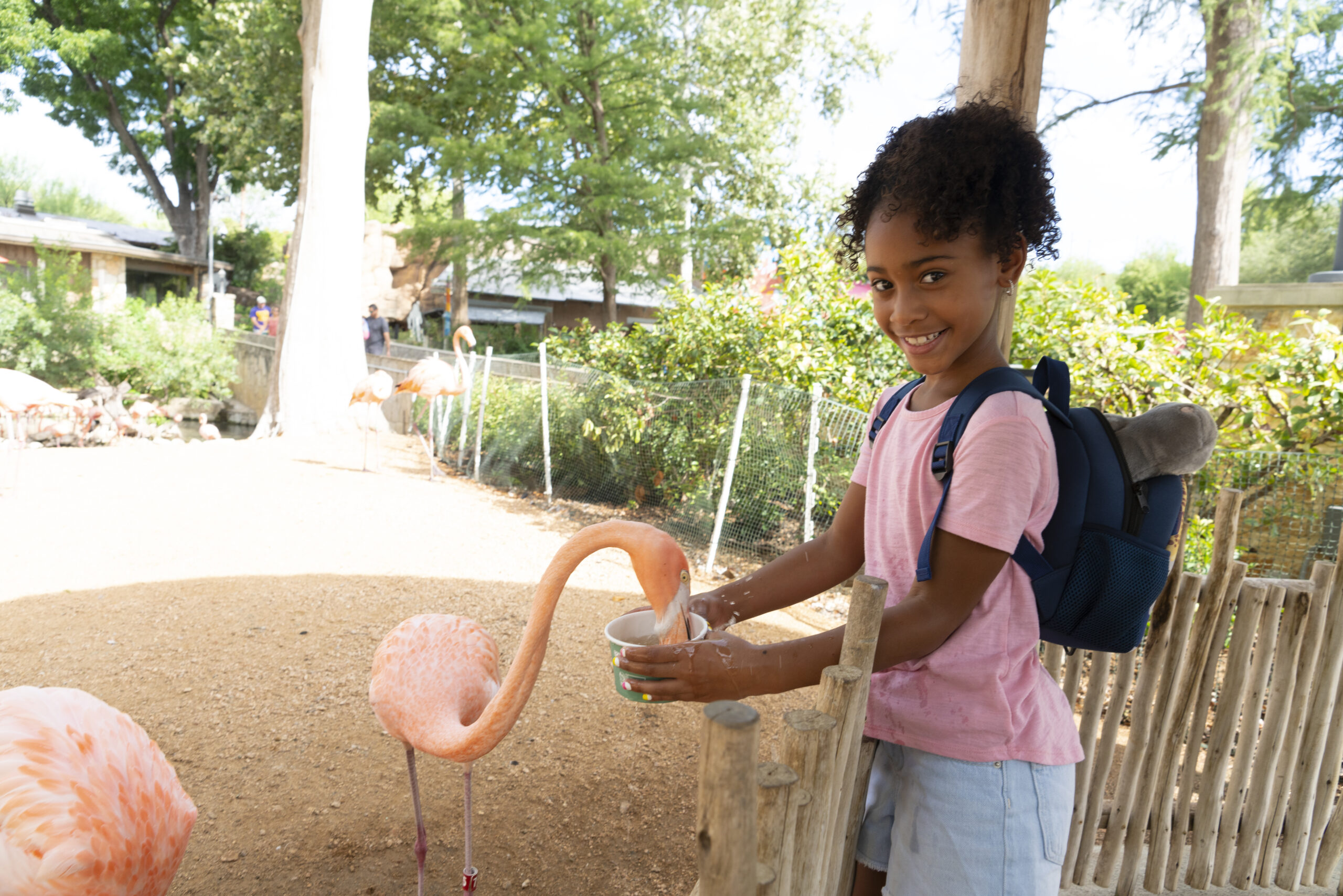 A young guest feeding a Caribbean flamingo in the Flamingo Mingle area of the zoo.