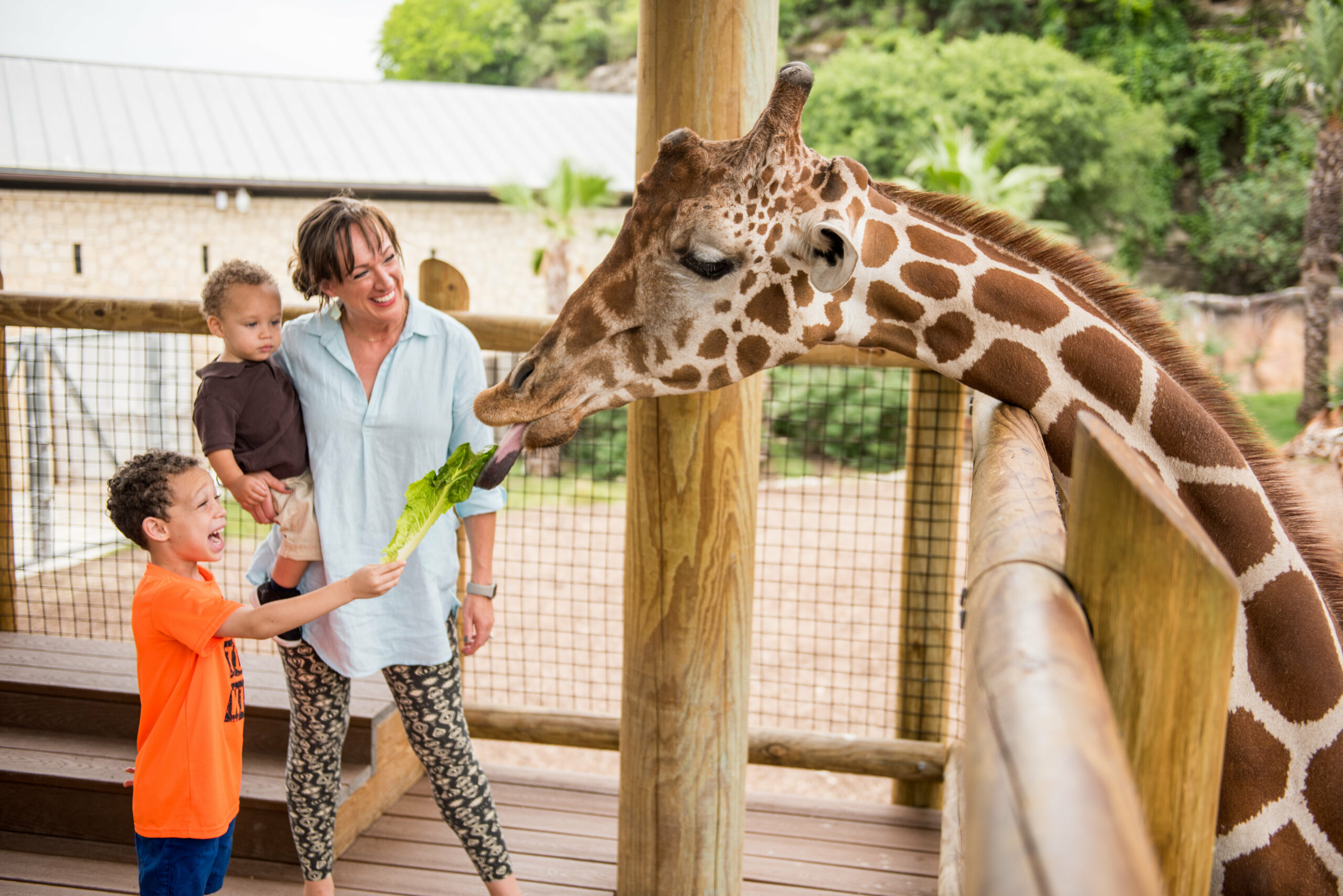 Family feeding a giraffe in the zoo's Savanna exhibit.