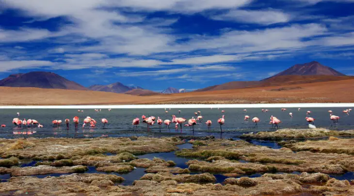Flamingos at a beautiful lagoon in Bolivia